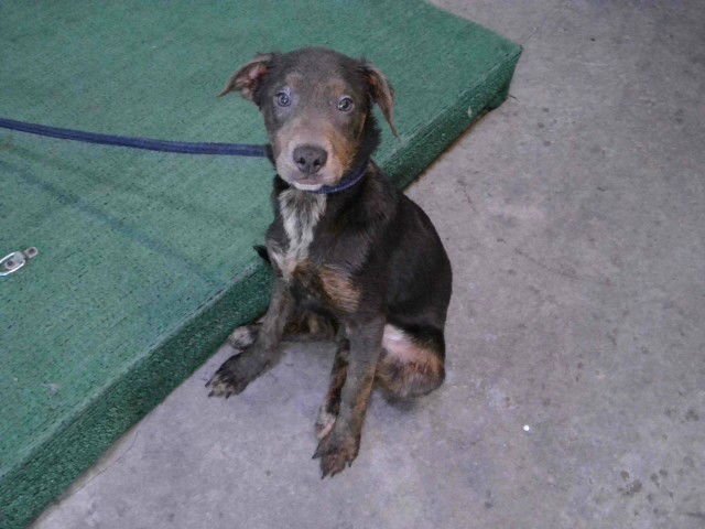 A5753395 - German Shepherd Dog available for adoption