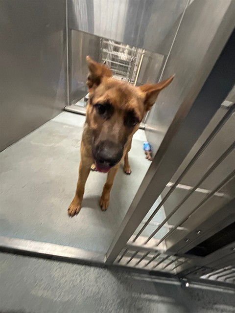 NENA - German Shepherd Dog available for adoption