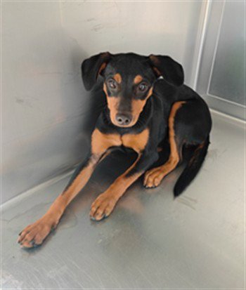 A5799748 - Miniature Pinscher available for adoption