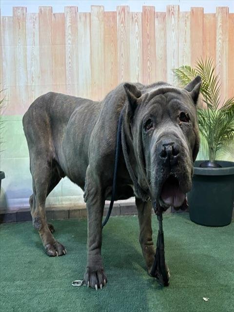 GRANDPA - Cane Corso Mastiff available for adoption