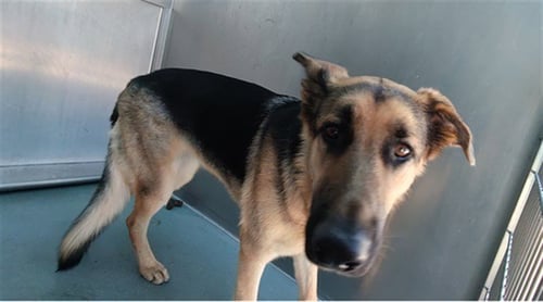 HANNAH - German Shepherd Dog available for adoption