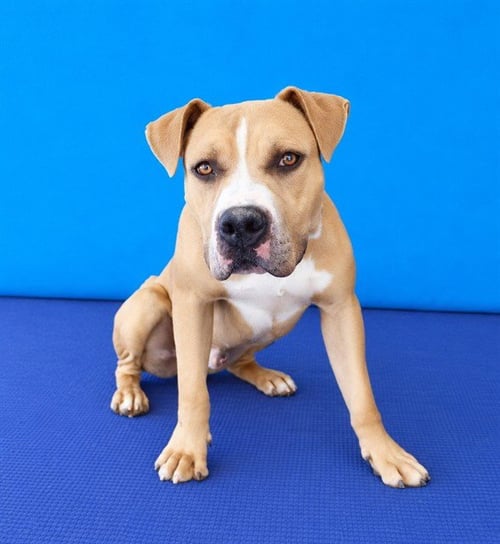 BOO BOO - Staffordshire Bull Terrier available for adoption