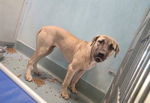 KIKA - Mastiff available for adoption