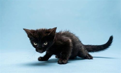 ARTHUR - Domestic Short Hair available for adoption