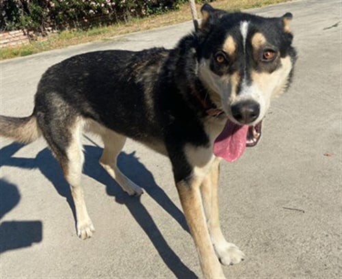 JILL - German Shepherd Dog / Siberian Husky available for adoption