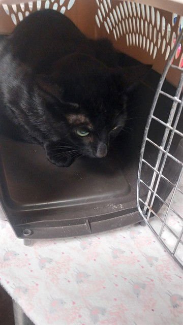 DAWN - Domestic Short Hair available for adoption