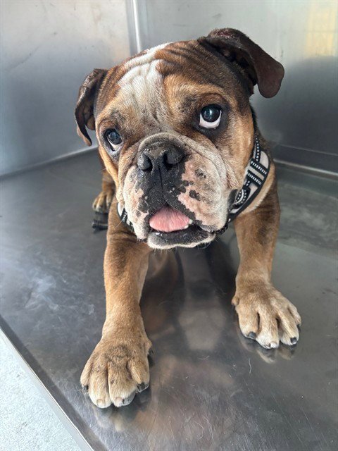 KOBE - English Bulldog available for adoption
