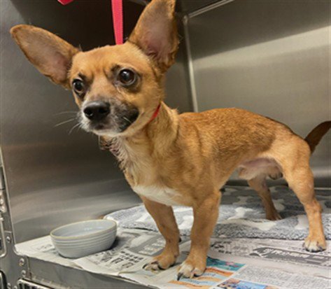 A5792809 - Chihuahua available for adoption