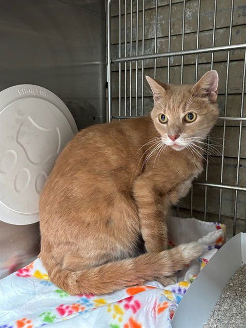 SHILOH - Domestic Short Hair available for adoption