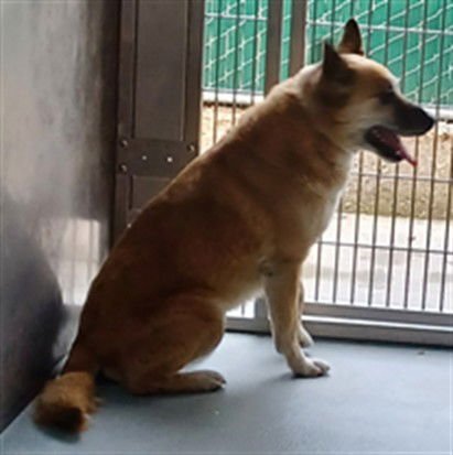 ZERO - German Shepherd Dog available for adoption