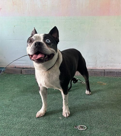 A5794631 - Boston Terrier available for adoption