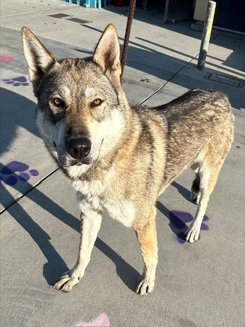 WILLA - Siberian Husky available for adoption