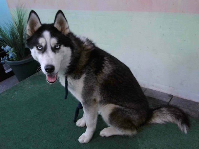 ROCKY - Siberian Husky available for adoption