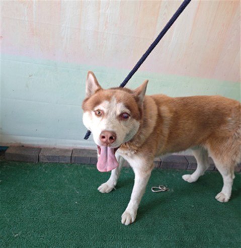 ATLAS - Husky available for adoption