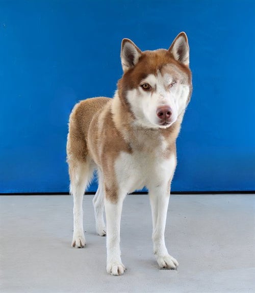 ATLAS - Husky available for adoption
