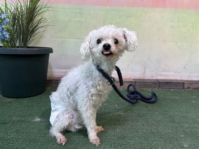 MARSHMELLOW - Poodle (Toy) available for adoption