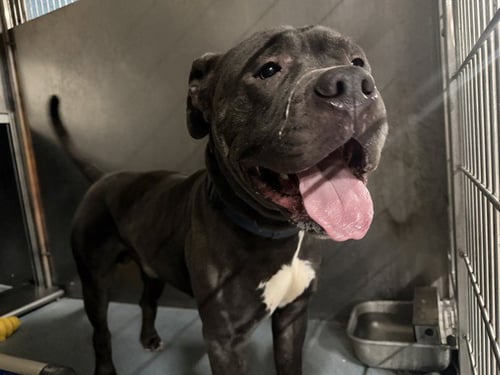 OSO - Pit Bull Terrier available for adoption