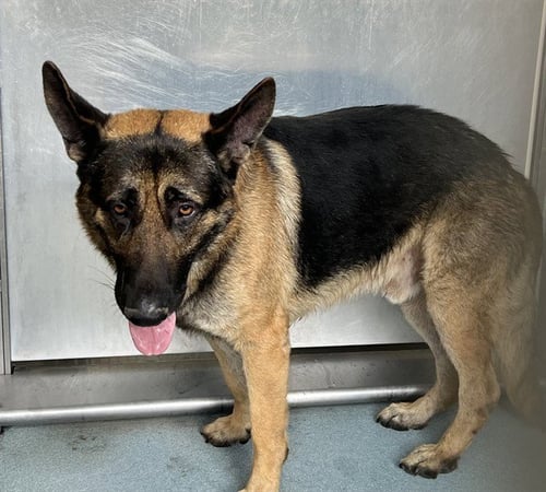 PACO - German Shepherd Dog available for adoption