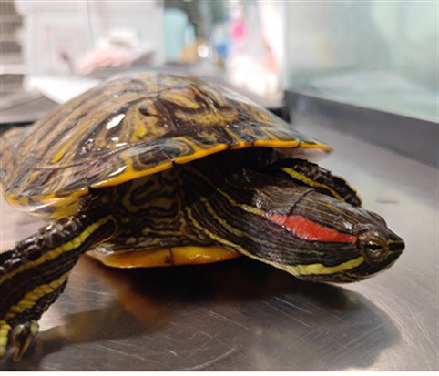 TURBO - Turtle available for adoption