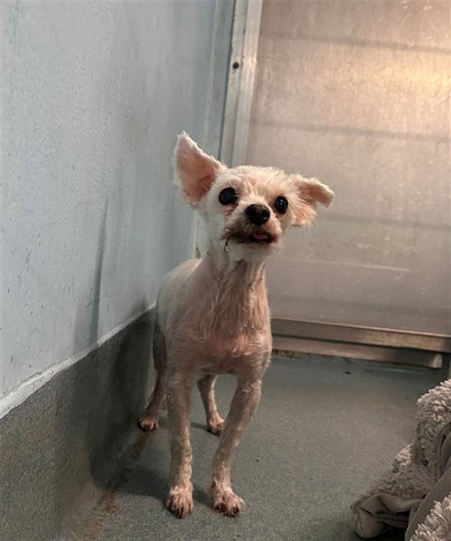 ADAM - Terrier available for adoption