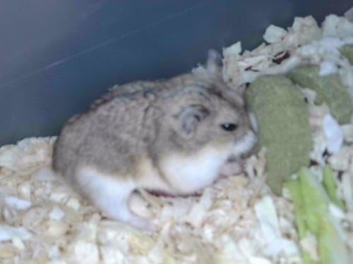 HAMSTER#10