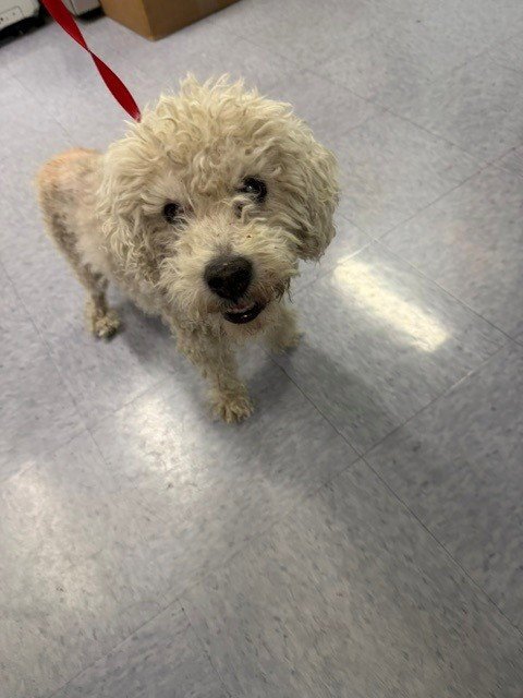 A5803532 - Poodle (Standard) available for adoption