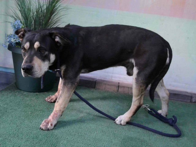 PAT GARRETT - Pit Bull Terrier available for adoption