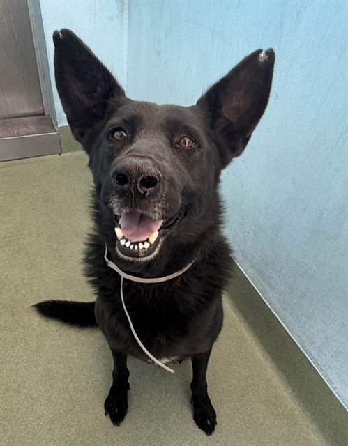 ALPHA - German Shepherd Dog available for adoption