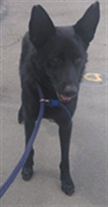 ALPHA - German Shepherd Dog available for adoption
