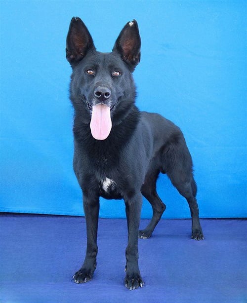 ALPHA - German Shepherd Dog available for adoption