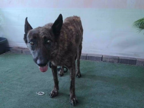 A5792782 - Belgian Shepherd Malinois available for adoption