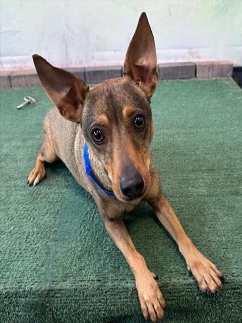 RIN TIN TIN - Terrier available for adoption