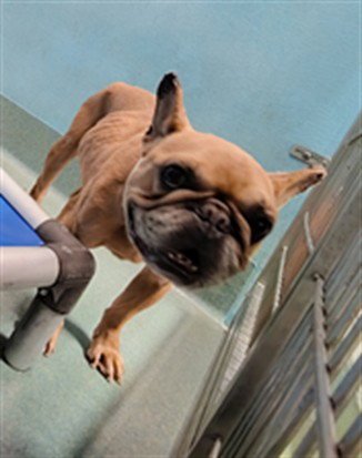 ANTONIO - French Bulldog available for adoption