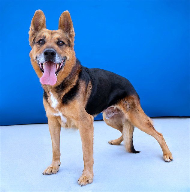 MAXIMUS Image