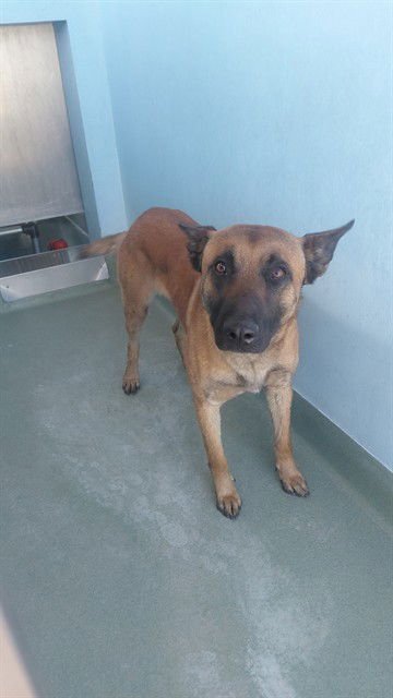 ZORRO - Belgian Shepherd Malinois available for adoption