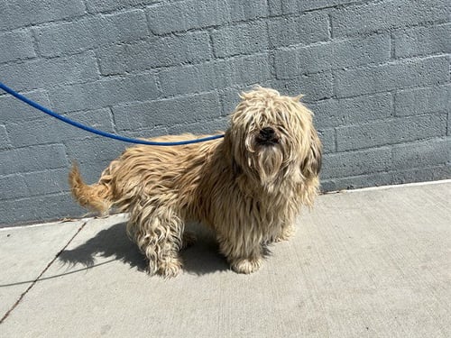 HARRY - Terrier available for adoption