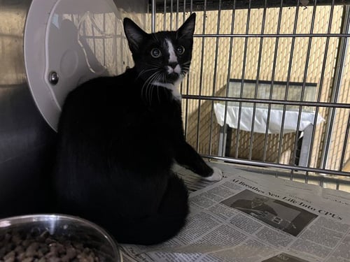 BARREL - Domestic Short Hair available for adoption