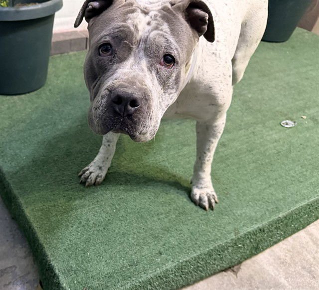 PUFF - Bulldog / Terrier available for adoption