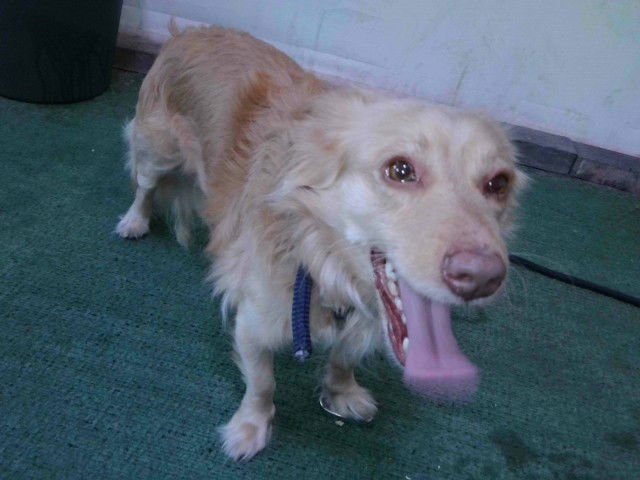 ODIN SMALL - Papillon available for adoption