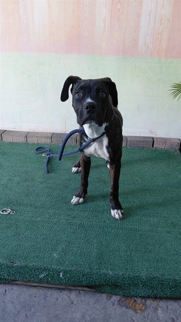 PLUTO - Boxer / Pit Bull Terrier available for adoption