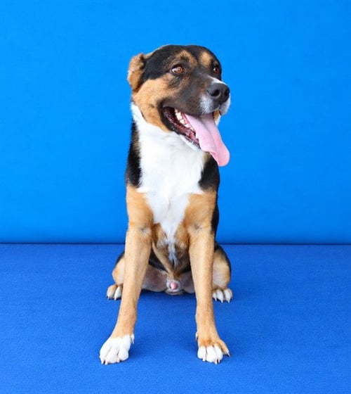ABNER - German Shepherd Dog available for adoption