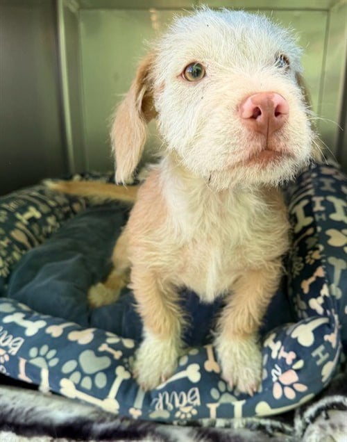 A5806479 - Terrier available for adoption