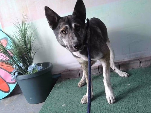 ROBERTA - German Shepherd Dog available for adoption