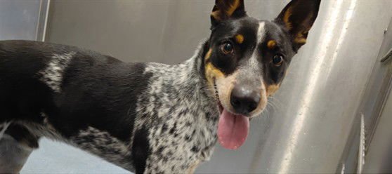 AUSTIN - Australian Shepherd available for adoption