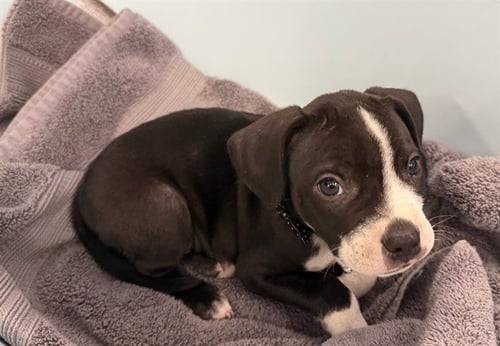 A5798694 - Pit Bull Terrier available for adoption