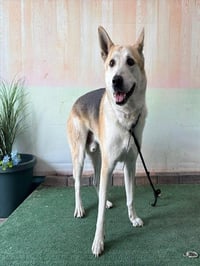 MAX - Photo 1