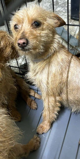 JULIAN - Terrier available for adoption