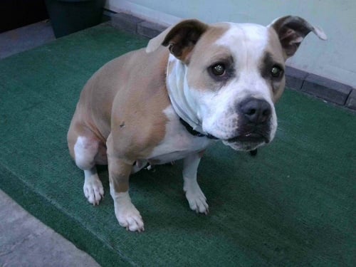 DAKOTA - Pit Bull Terrier available for adoption