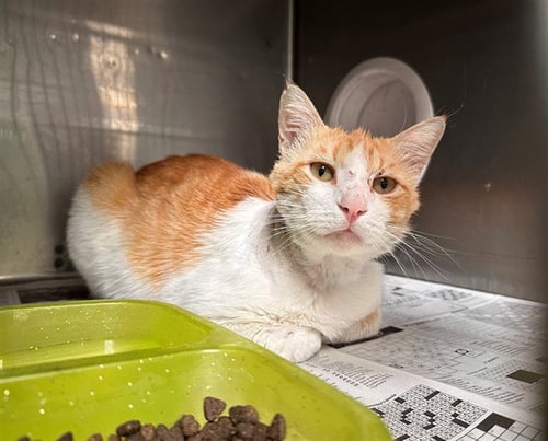 A5768952 - Domestic Short Hair available for adoption