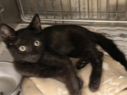 A5790811 - Domestic Short Hair available for adoption
